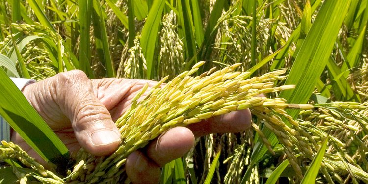  Escasez de fertilizantes afectará próxima cosecha de arroz