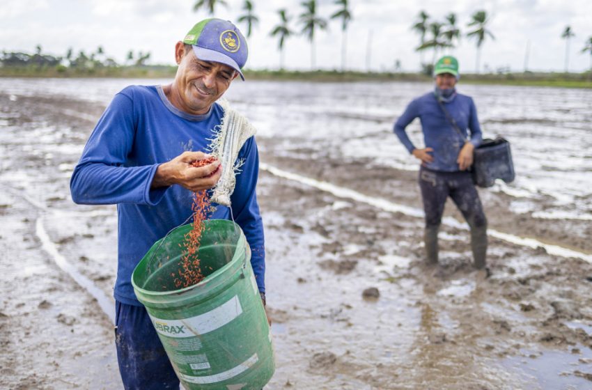  Produtores iniciam plantio de arroz em projetos de irrigação da Codevasf em Sergipe