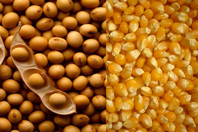 Soja e trigo garantem aumento na produção nacional de grãos