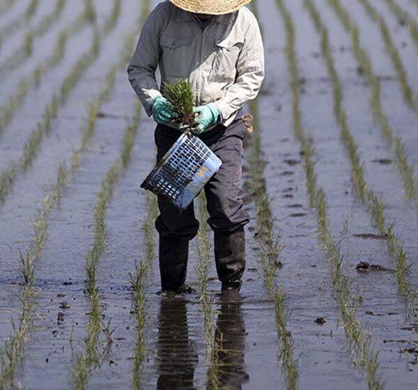  Indonésia vai reduzir produção de arroz e milho em 2023