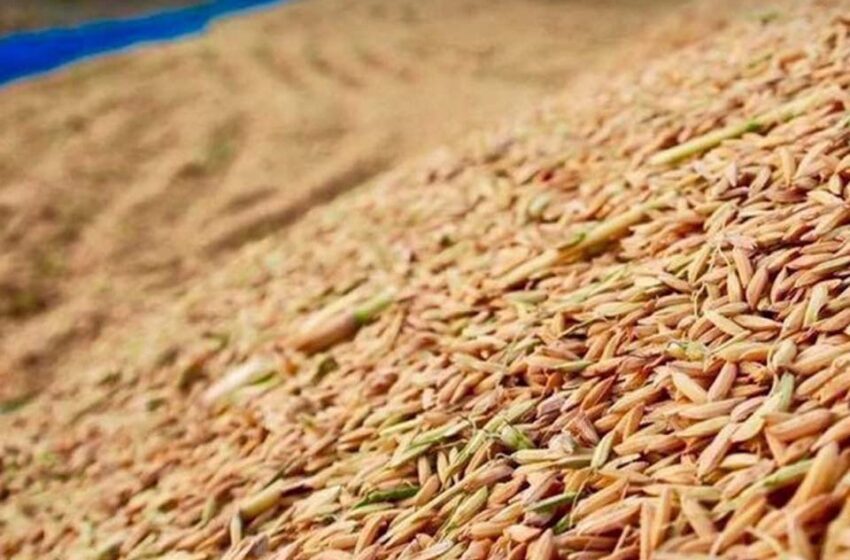  Baht fraco deve aumentar exportação de arroz tailandês