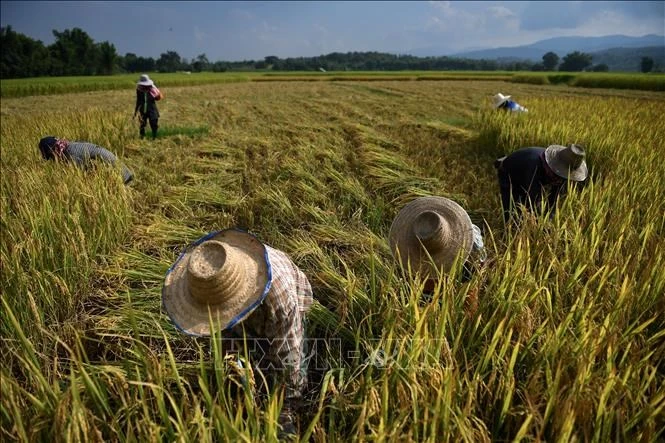  Conab seleciona agentes de acompanhamento técnico ao Programa Arroz da Gente