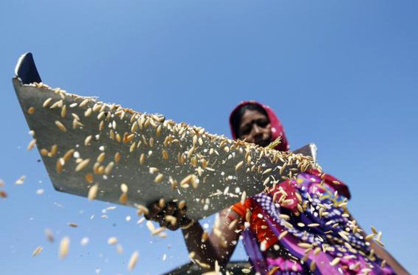  Índia: compradores se opõem a alta no preço, mesmo temendo menor safra