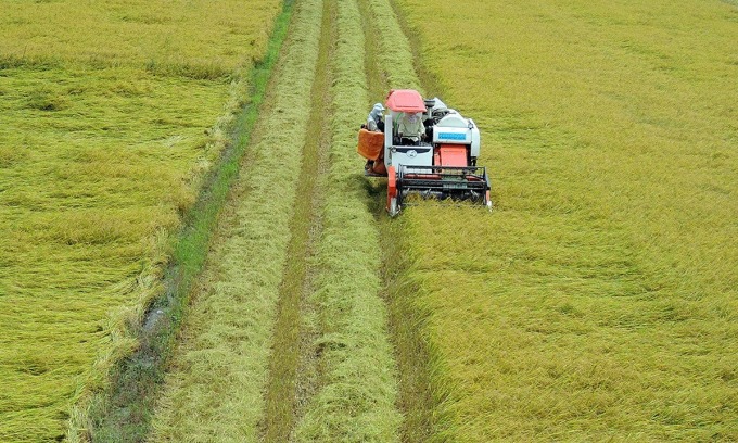  Exportações de arroz do Vietnã atingem novo recorde