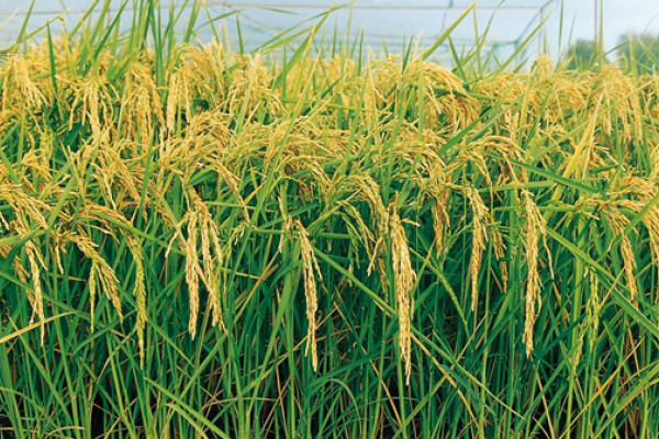 Área com arroz em Água Boa cai 60%