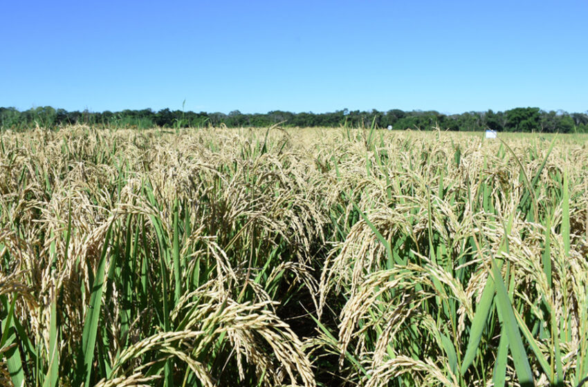  Arroz de terras altas é usado para diversificar produção de grãos no Cerrado