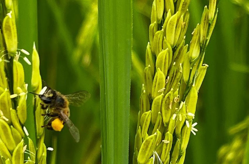  Abelhas têm impacto no peso e na produtividade em lavouras de arroz do centro-norte fluminense