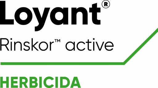  Herbicida Loyant, da Corteva, obtém registro definitivo para arroz em Portugal