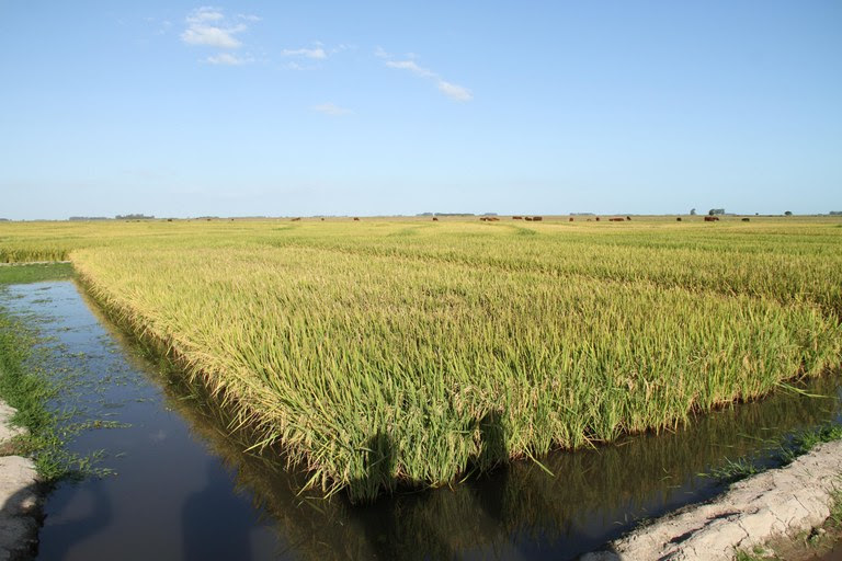  Zoneamento de Risco Climático do arroz é atualizado para Santa Catarina e parte do Paraná