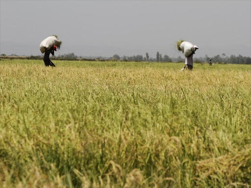 Quênia anunciou que importará 1,5 milhão de t de arroz e milho