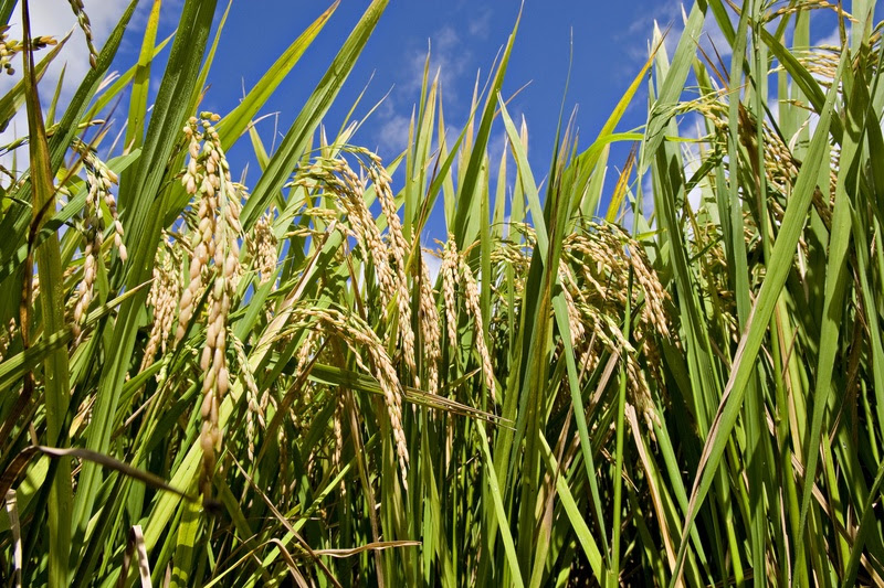  Arroz: RiceTec e ADAMA apresentam solução em manejo do arroz-vermelho resistente