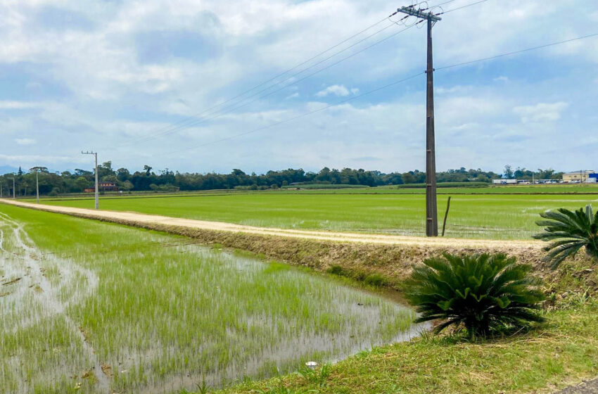 Santa Catarina é líder de cultivo no sistema pré-germinado de arroz