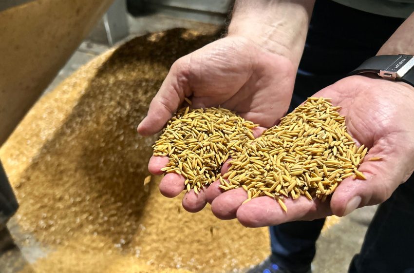  Após ano desafiador, indústria catarinense do arroz mantém otimismo para 2025