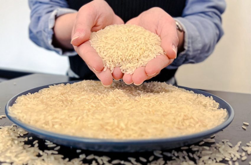 Preço do arroz continua a cair e aumenta preocupação da cadeia produtiva