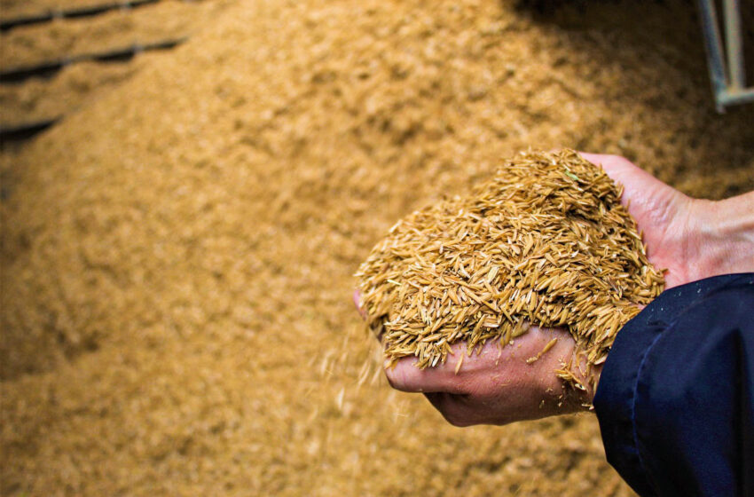  Fumacense transformou 31 mil t de casca de arroz em energia