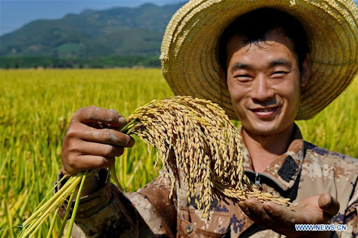  A China tem arroz e trigo suficientes para alimentar seu povo