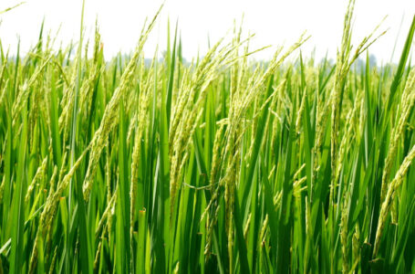 Os híbridos de arroz LideroTM com a tecnologia Provisia™ serão tolerantes ao novo herbicida Provisia® 50 EC. (Foto: Divulgação/BASF)
