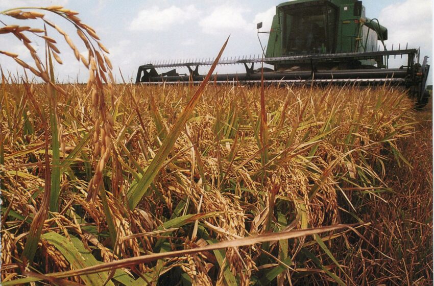  Conab mantém expectativa de colheita deficitária em arroz no Brasil