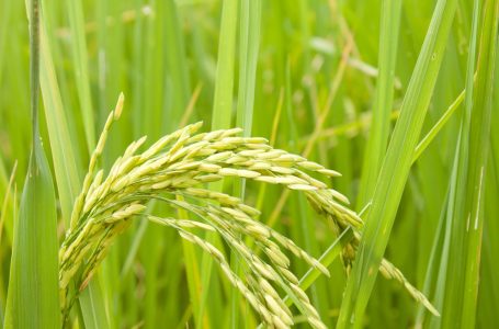 Olimar: uma das variedades referenciais do Uruguai