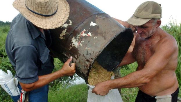  Colheita de arroz em Cuba cobre menos de 30% do consumo nacional