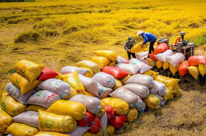  Vietnã lidera os preços do arroz na Ásia, é grande exportador, mas importa US$ 1,24 bilhão