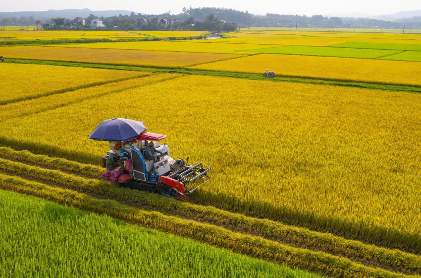 Preços do arroz voltam às mínimas de 2017 e colocam produtores latinos em risco