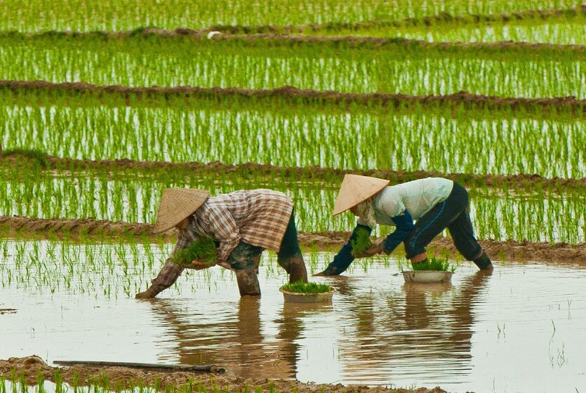  Preços do arroz no Vietnã atingem nova máxima; oferta global despenca