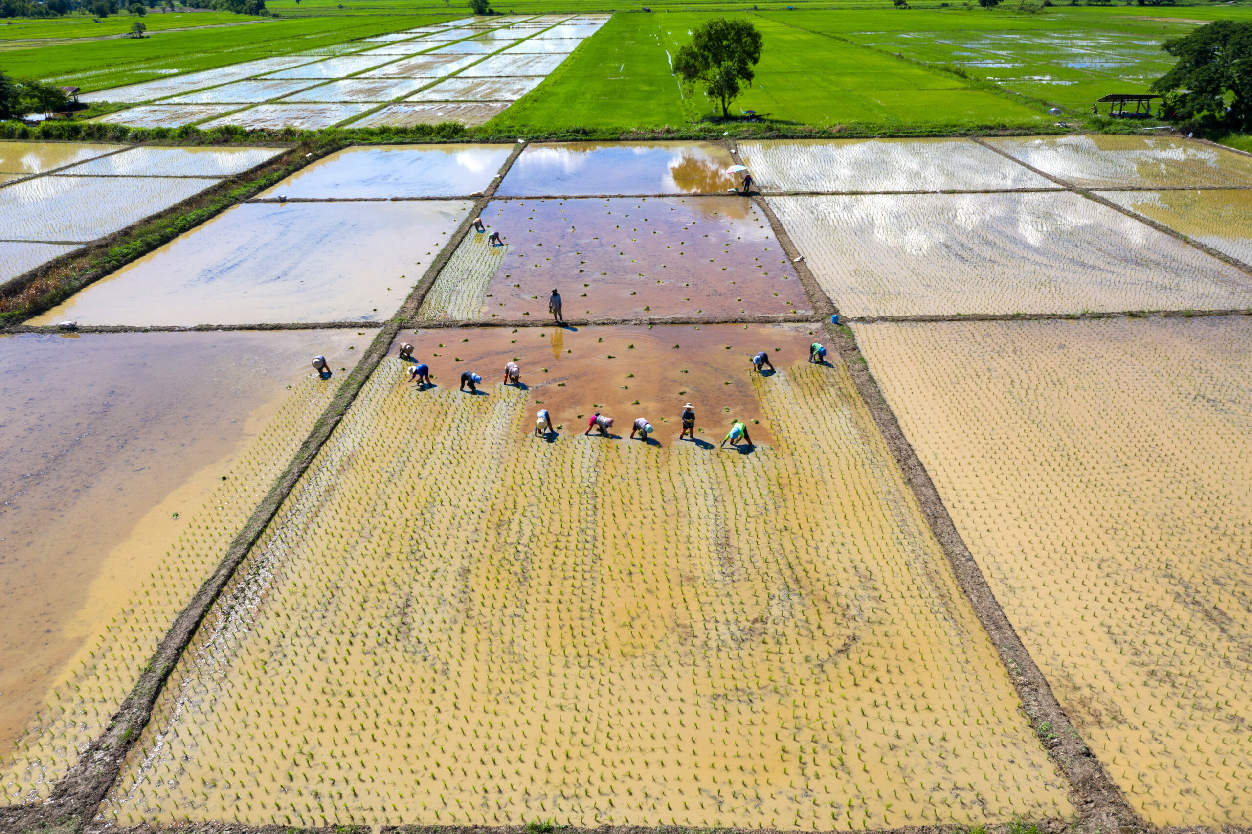 Aerial view of group traditional farmer planting rice on a field.