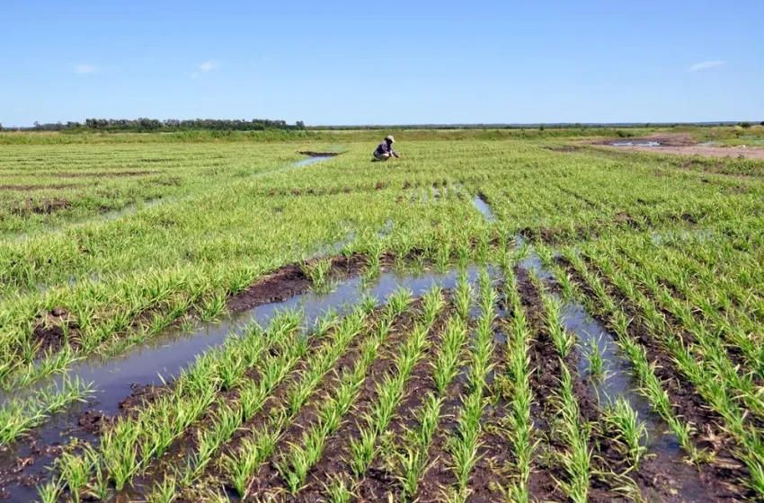  Uruguai: Plantio de arroz encerra com área 20% maior