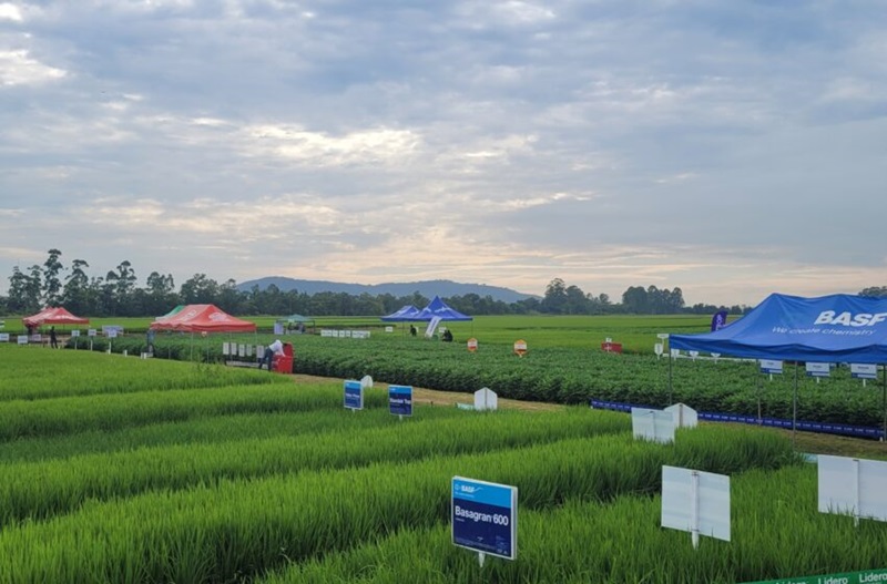  Turvo receberá a Abertura da Colheita do Arroz de Santa Catarina