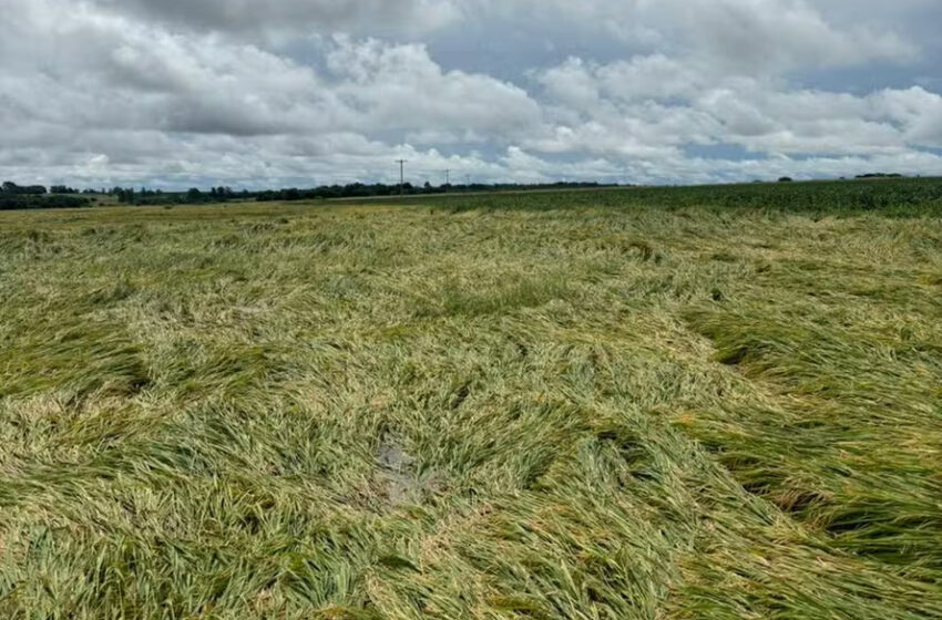  ‘Perdi metade da lavoura’: ventos fortes ‘derrubam’ plantações de arroz no RS