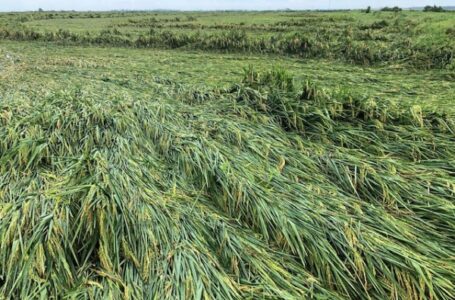 Campo de arroz achatado pelo vento. (Foto: Phil Horton, Universidade de Arkansas)