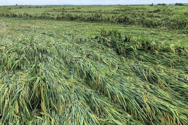  Tempestade tropical deve interferir na colheita de arroz do Arkansas