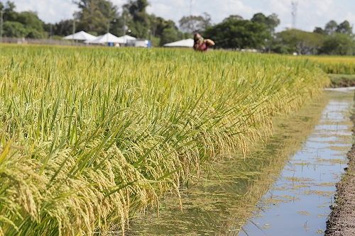  Congresso Brasileiro do Arroz Irrigado será realizado em agosto em Pelotas